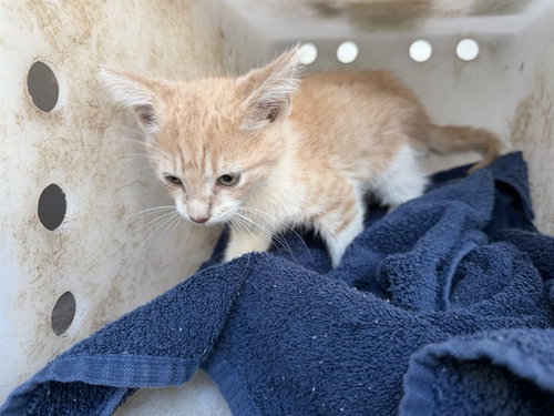 FORD, a cat for adoption from Garland Animal Services