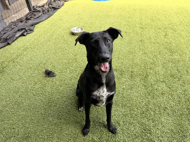 Elderberry - Belgian Shepherd Malinois