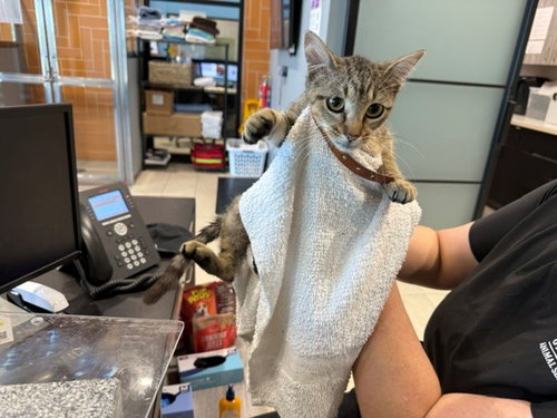 BOWIE, a cat for adoption from Garland Animal Services
