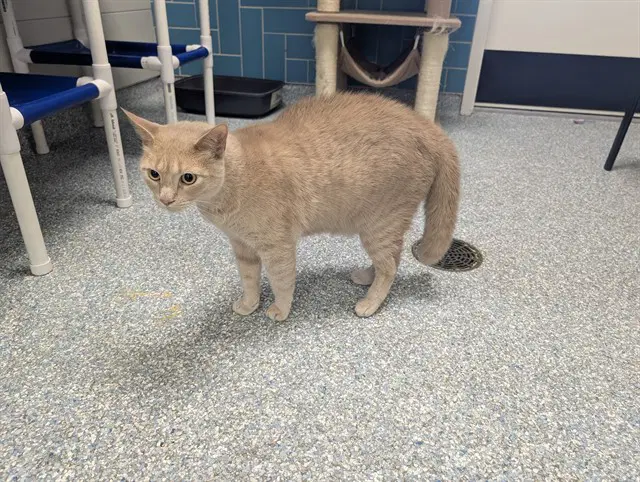 Luca - Domestic Short Hair