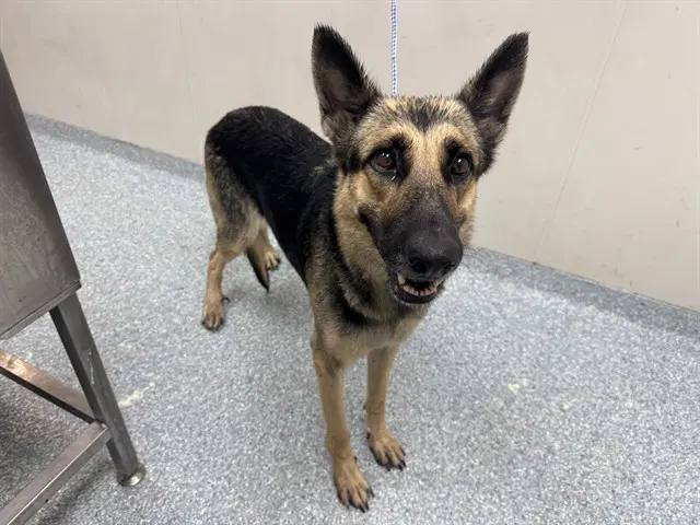 Colby - German Shepherd Dog