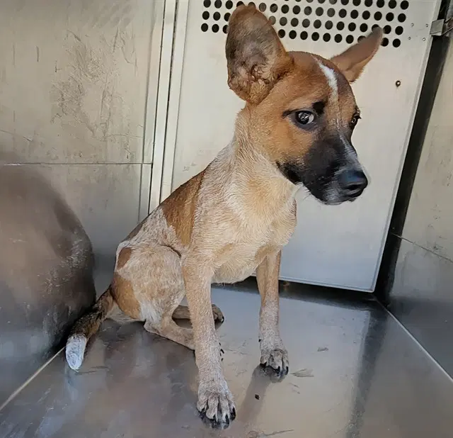 Duende - Australian Cattle Dog/Blue Heeler