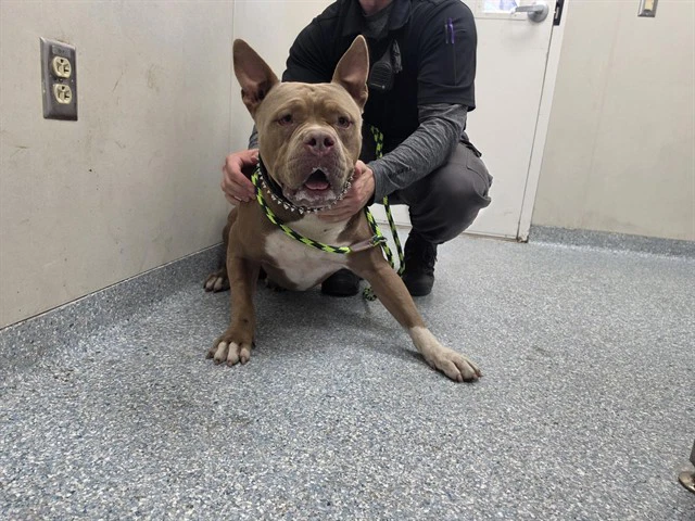 Bosco