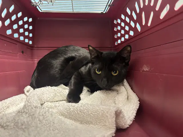 Jill - Domestic Short Hair