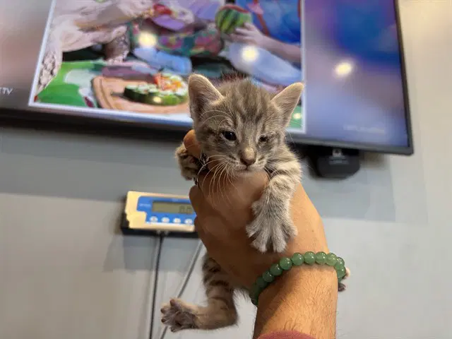 Shrub - Domestic Short Hair