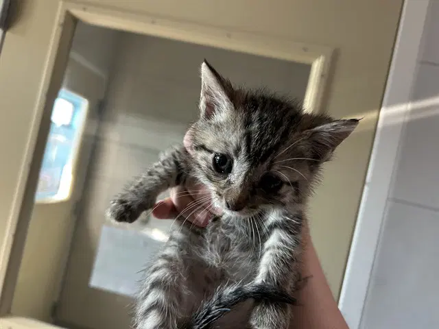 Mantis - Domestic Short Hair