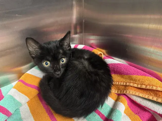 Chase - Domestic Short Hair