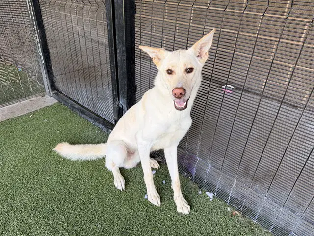 Arrow - German Shepherd Dog