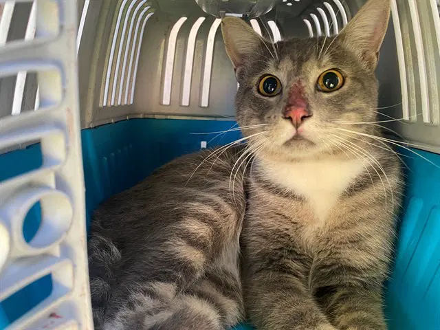 Mochi - Domestic Short Hair