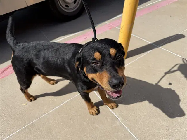 Randy - Rottweiler