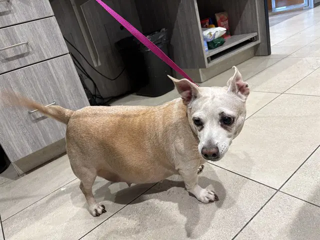 Macy - Chihuahua