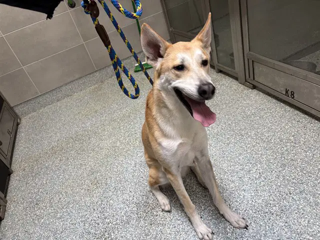 Cappuccino - German Shepherd Dog