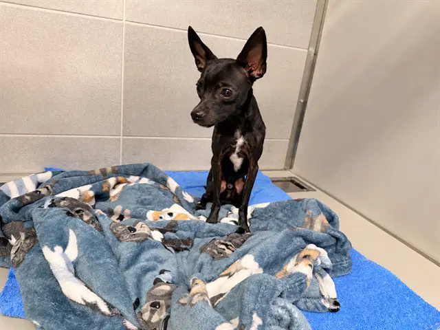 Mateo - Chihuahua