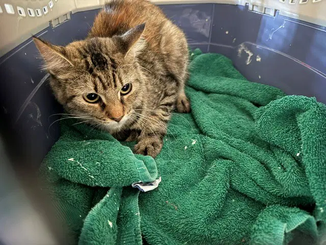 Sheyla - Domestic Long Hair