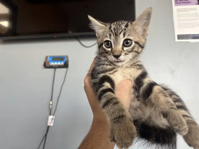 Lars - Domestic Short Hair