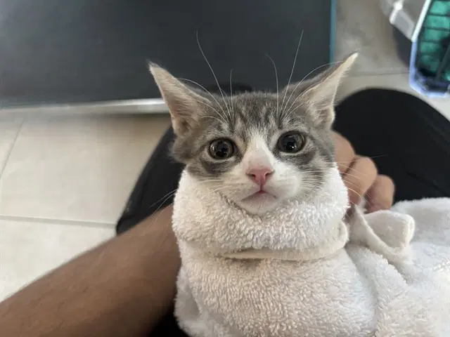 Molly - Domestic Short Hair