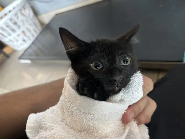 Jack - Domestic Short Hair