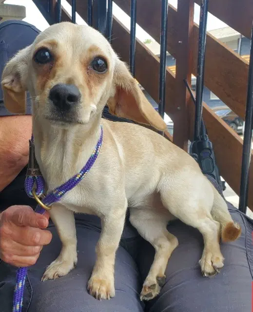 Chiplet - Chihuahua