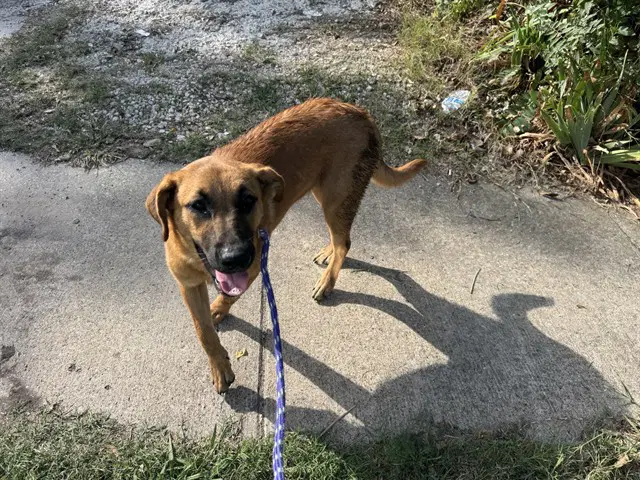 Sabrina - German Shepherd Dog