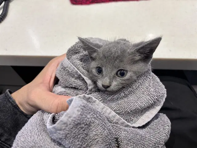 Ghost - Domestic Short Hair