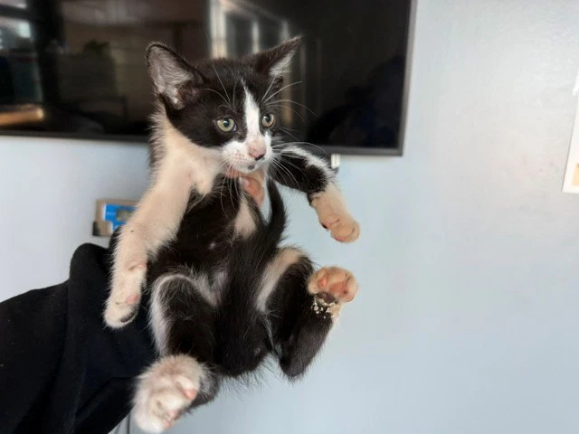 Archie