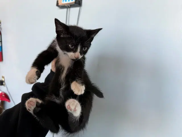 Angel - Domestic Short Hair