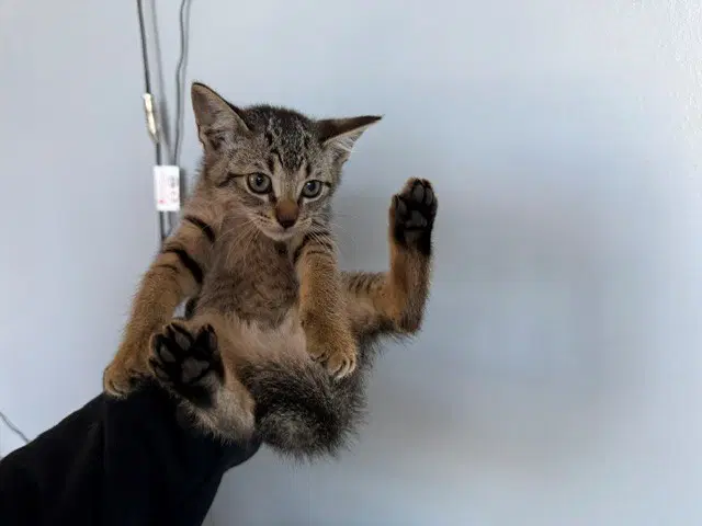 Aurora - Domestic Short Hair