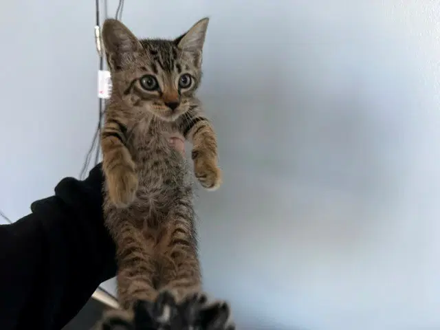 Asher - Domestic Short Hair