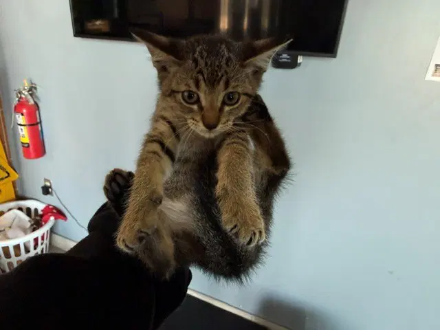 Athena - Domestic Short Hair