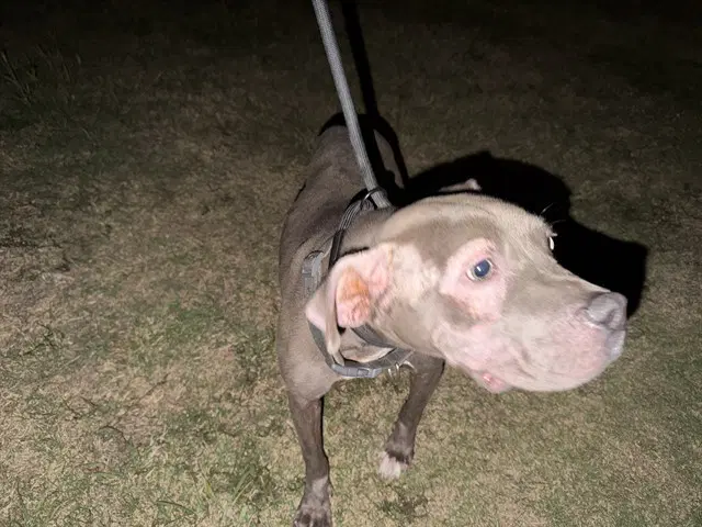 Fizz - American Pit Bull Terrier