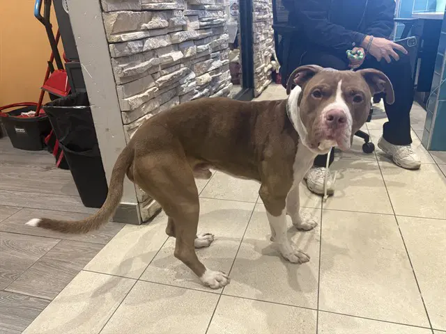 Bubba - Pit Bull Terrier