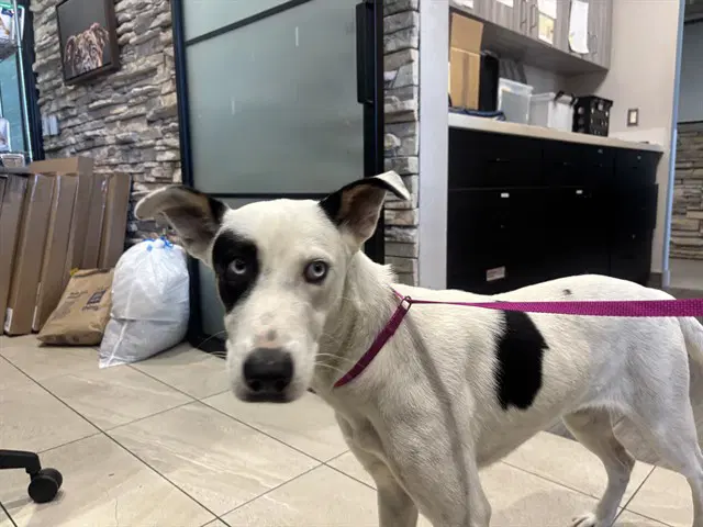 Roxy - Border Collie