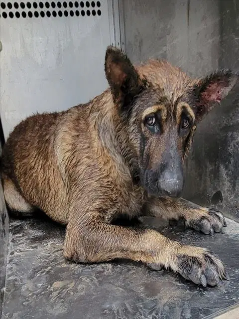 Jager - German Shepherd Dog