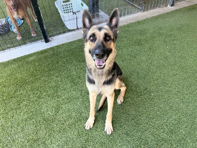 Colby - German Shepherd Dog