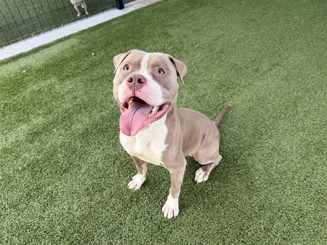 Goofy - Pit Bull Terrier