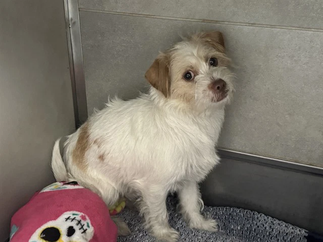 Rougarou