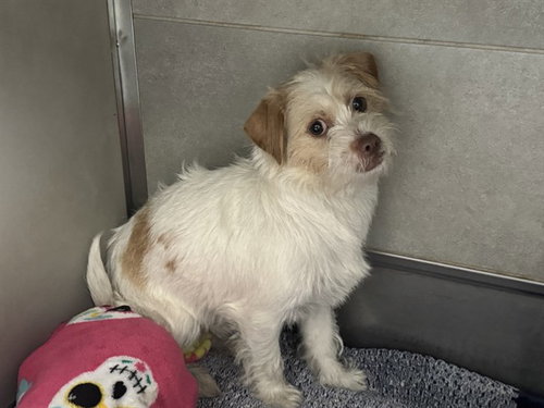 Rougarou, Yorkshire Terrier Yorkie / Mixed (medium coat)