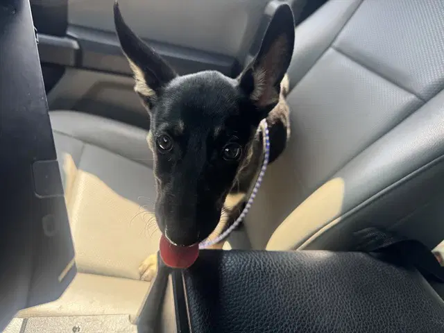 Pearl - German Shepherd Dog