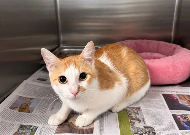 Jerry Milo - Domestic Short Hair