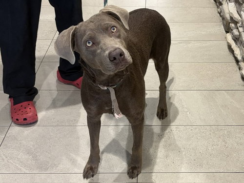 Fall, Labrador Retriever / Mixed (medium coat)