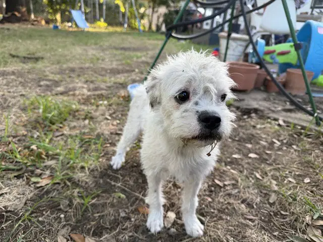 Bianca - Border Terrier
