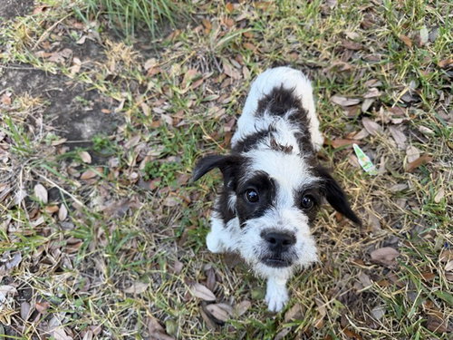 Briana, Border Terrier (medium coat)