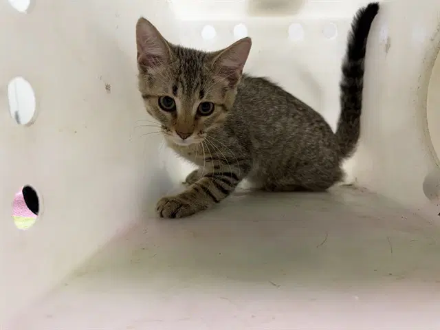 Tiger - Domestic Short Hair