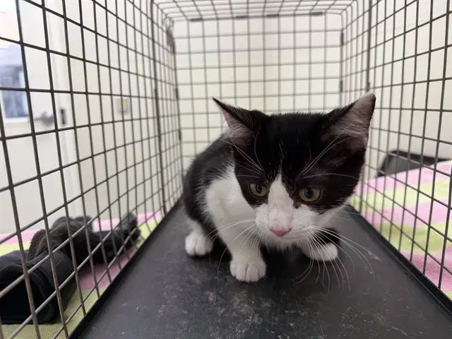 Panda - Domestic Short Hair