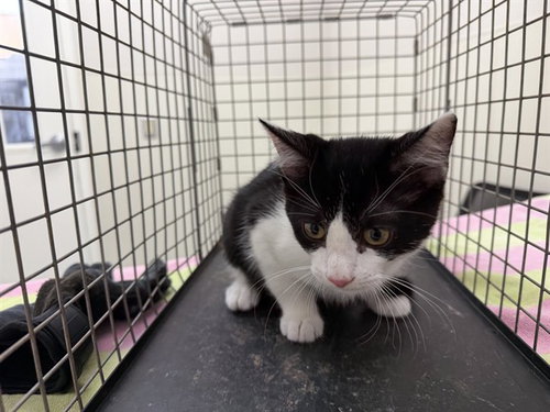 Panda, Domestic Short Hair (medium coat)
