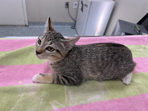Sydney, Domestic Short Hair (medium coat)