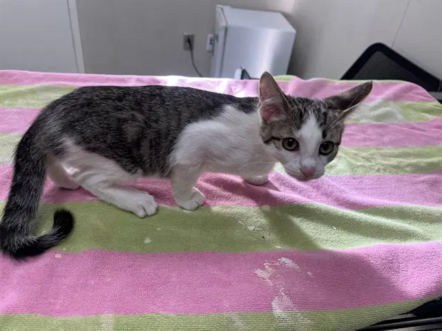 Didi - Domestic Short Hair