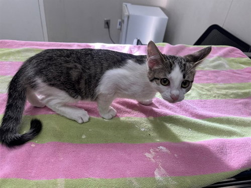 Didi, Domestic Short Hair (medium coat)