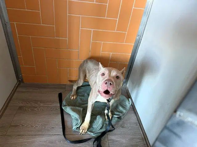 Lulu - Pit Bull Terrier