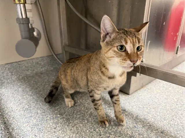 Rue - Domestic Short Hair
